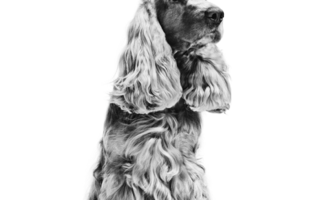 Nutrition in Disorders of the Exocrine Pancreas in the Dog