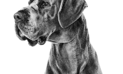 Chronic enteropathy in dogs