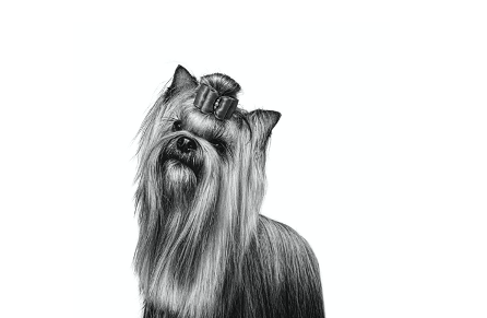 Grooming Your Dog