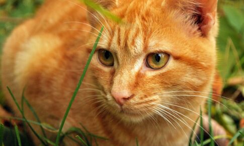 Hyperthyroidism in cats