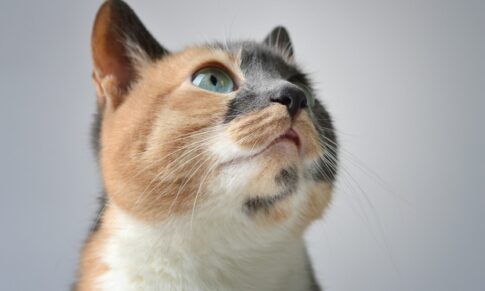 Hairball in Cats