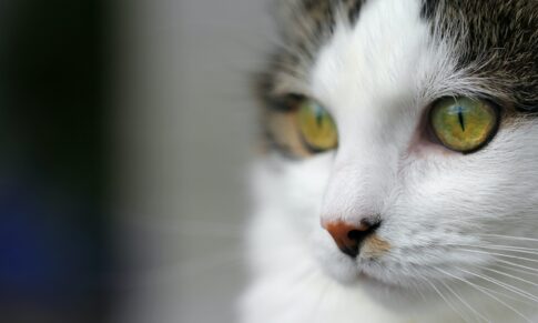 Arthritis and joint care in cats￼