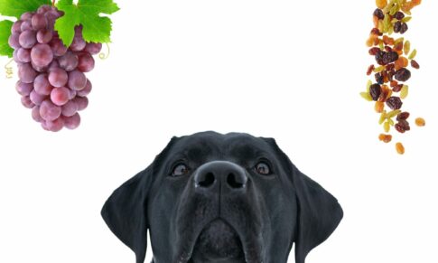 Update on raisin and grape toxicosis!