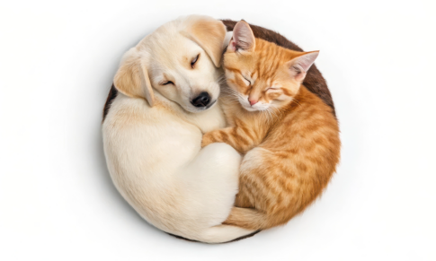 Lifestage and Lifestyle Nutrition