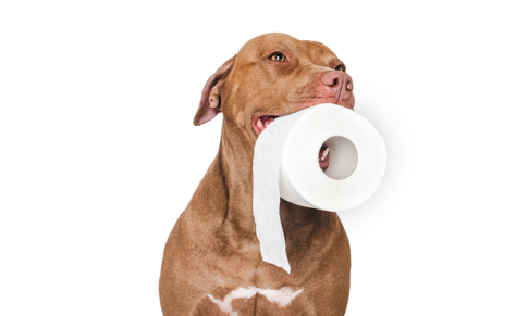 The Scoop on poop: The role of nutrition on Gastrointestinal disorders