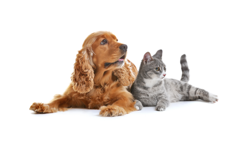 Principles of Companion Animal Nutrition
