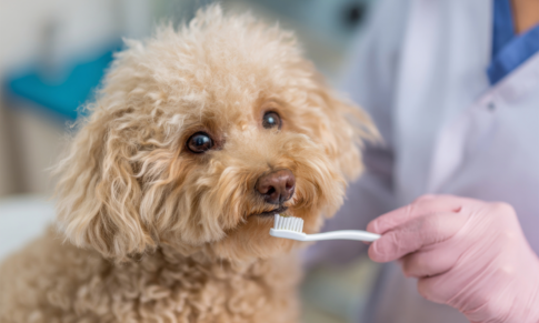 Understanding Dental Pathology