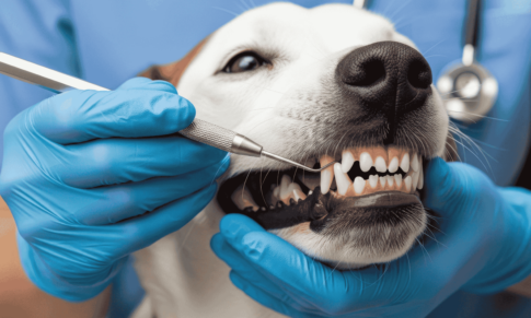 Gold-Standard Treatment of Periodontal Disease in Dogs and Cats: What Do The Most Recent Guidelines Say?