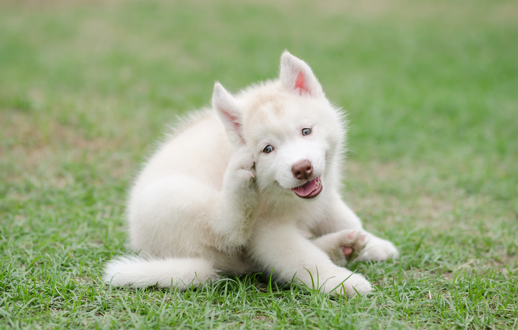 Canine Atopic Dermatitis: A Clinical Review for the Practicing Veterinarian