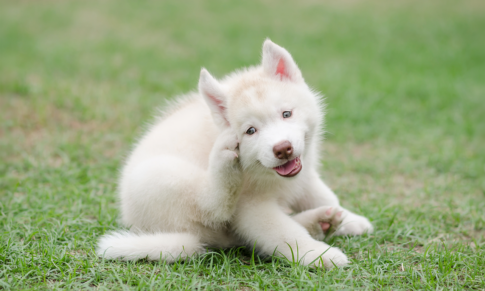 Canine Atopic Dermatitis: A Clinical Review for the Practicing Veterinarian